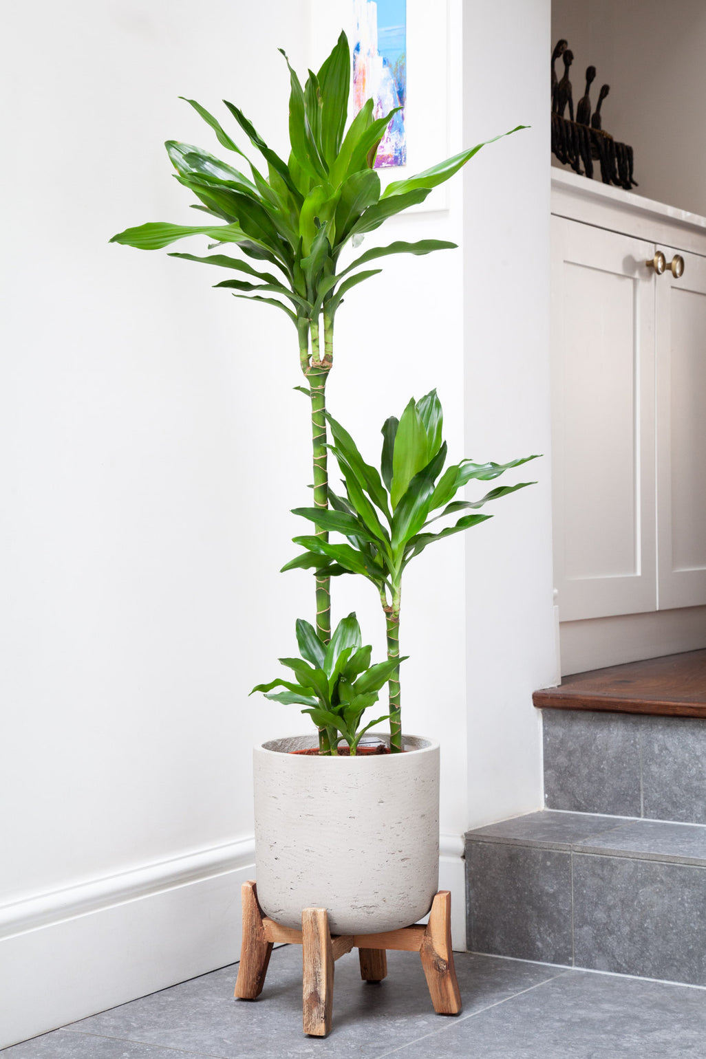 files/IndoorPlants_4-JamiesHouse29.11.2023-037_be36eab0-70ea-4868-b8c8-3731aecce49d.jpg